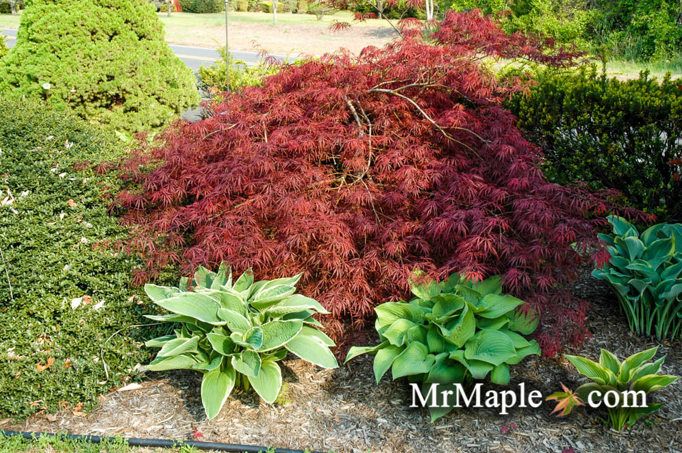 Buy Tamukeyama Japanese Maple Trees